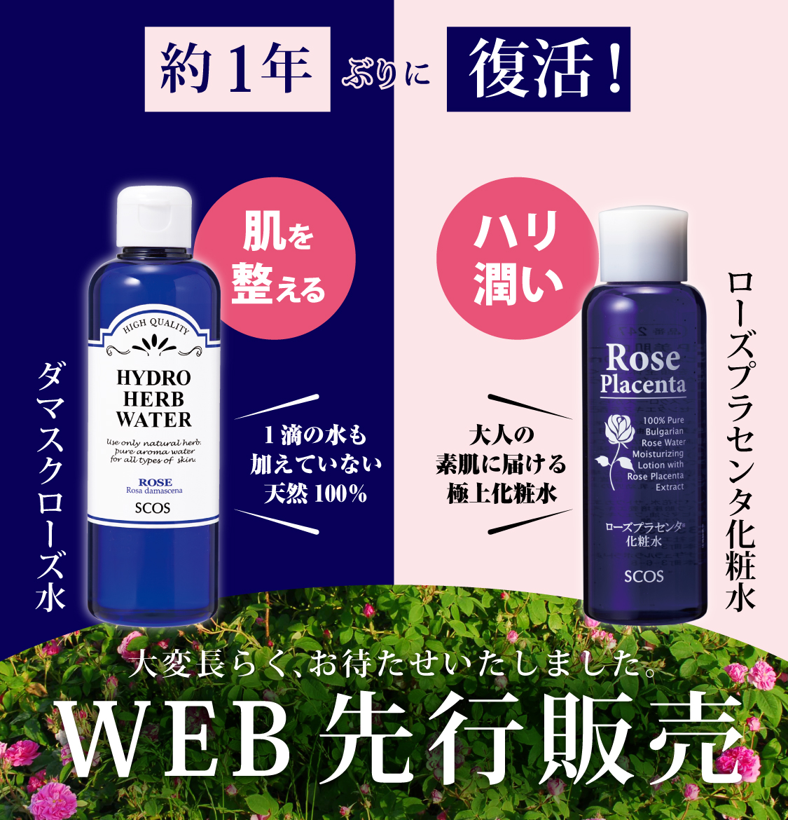 WEB先行販売
